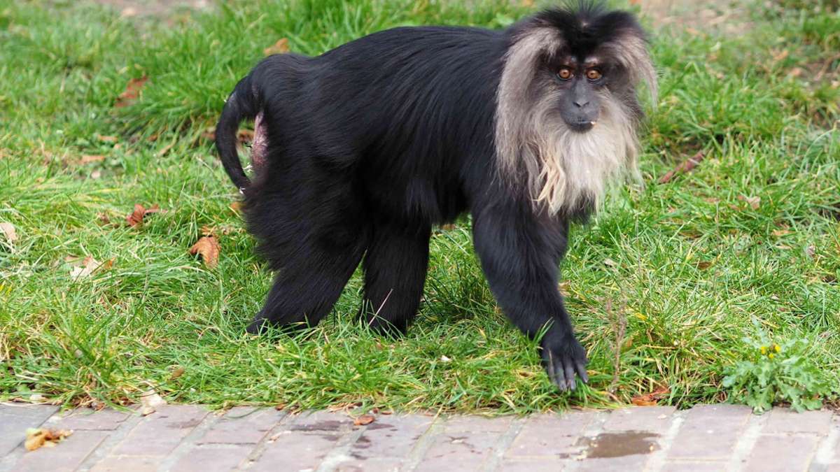 Zoo in Leipzig: Sorge um Ruma – Gestohlener Bartaffe weiter verschwunden