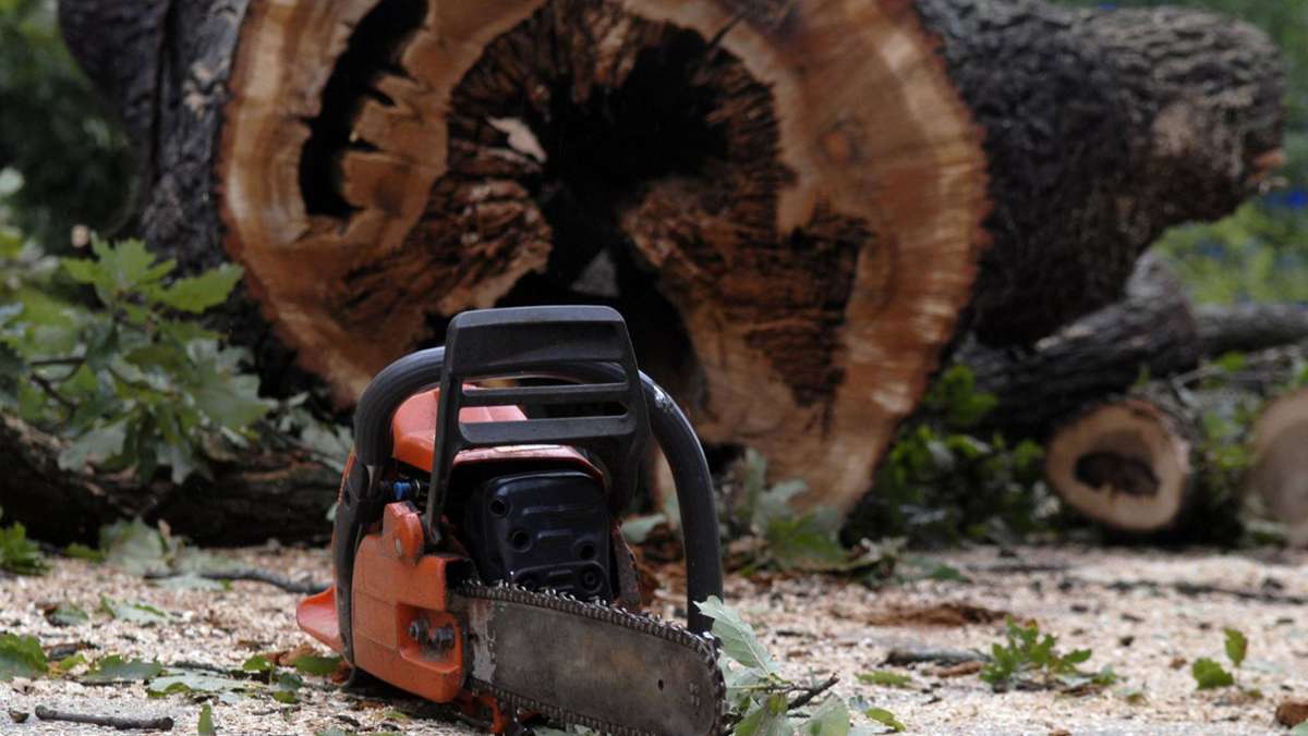Renningen: Unbekannte fällen zwei über 100 Jahre alte Bäume