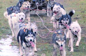 Warum wurden Schlittenhunde sofort nahe Dobel vergraben?
