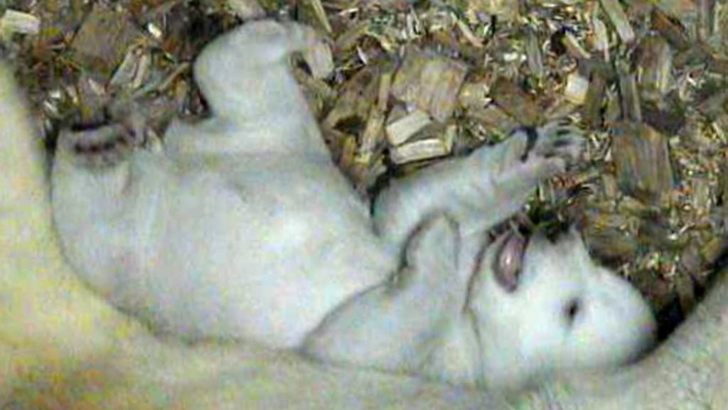 Tierpark Hellabrunn: Münchner Eisbärenbaby wächst und gedeiht