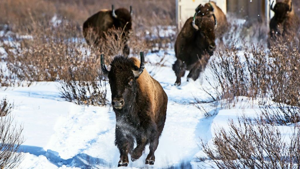 Bisons in Kanada: Die Herrscher der Rocky Mountains sind zurück
