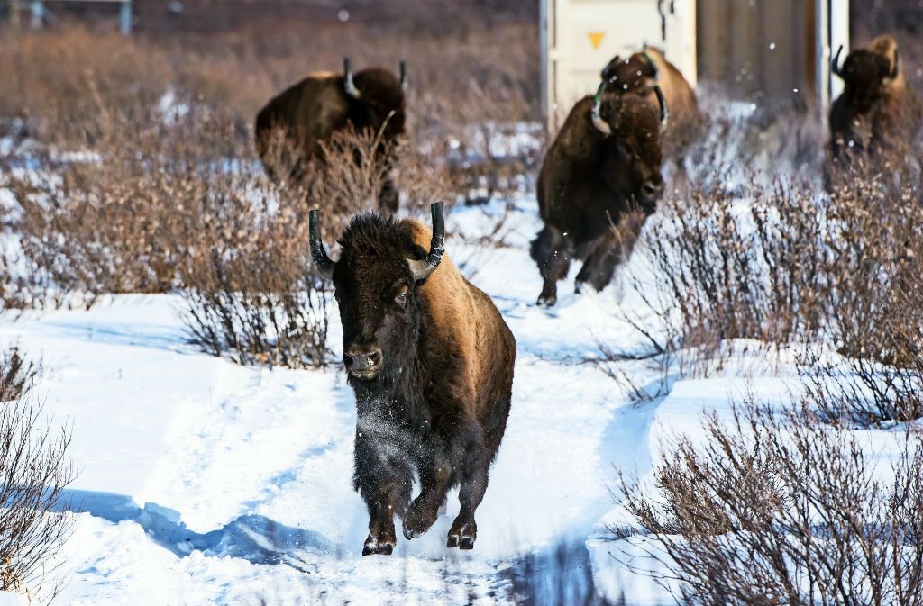 Endlich frei: Bisons erobern die Rocky Mountains zurück. Foto: Parks Canada