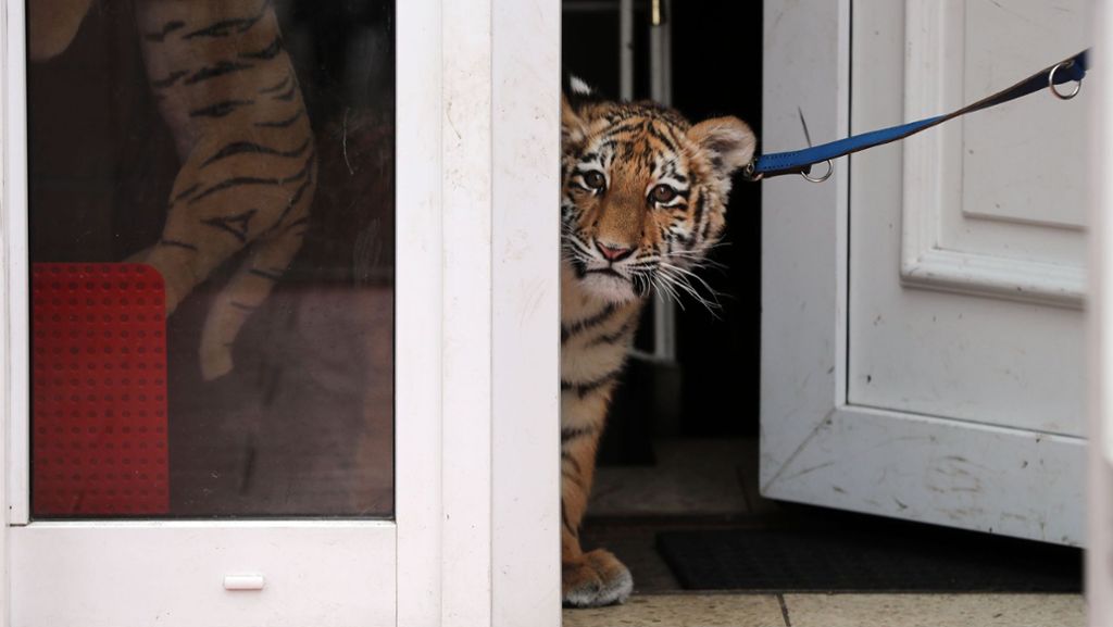 Tigerbaby: Zirkusfamilie zieht Raubkatze auf