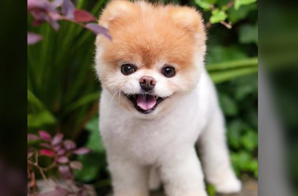 FacebookHund Boo Der süßeste Hund der Welt ist tot Panorama