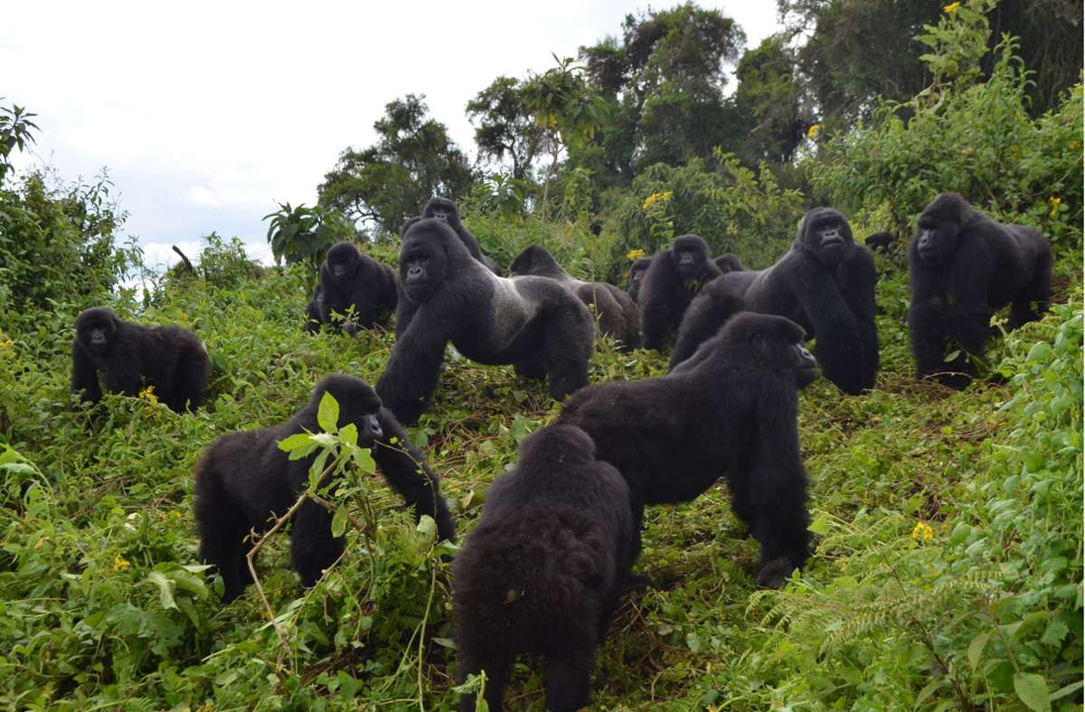 Eine Gruppe Berggorillas steht an einem bewaldeten Hang des Virunga-Massivs. Eine größere Dichte an Berggorillas in Ostafrika hat Forschern zufolge das Bevölkerungswachstum der Tiere verlangsamt. Foto: Dian Fossey Gorilla Fund/dpa