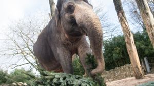 Stuttgarter Büro plant Elefantenhaus