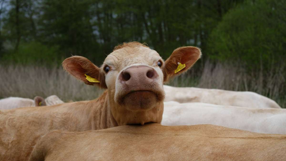 Erfurt: Kuh springt auf Weg zum Schlachter über Zaun und entkommt