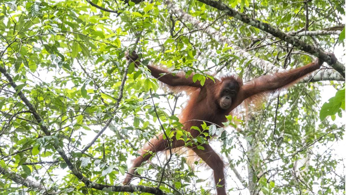  Wild lebende Orang-Utans verständigen sich untereinander mit einem überschaubaren Repertoire an Gesten. Ihre Artgenossen in Gefangenschaft verfügen indes über weit mehr Handzeichen, wie Forscher der Universität Zürich nun berichten. 