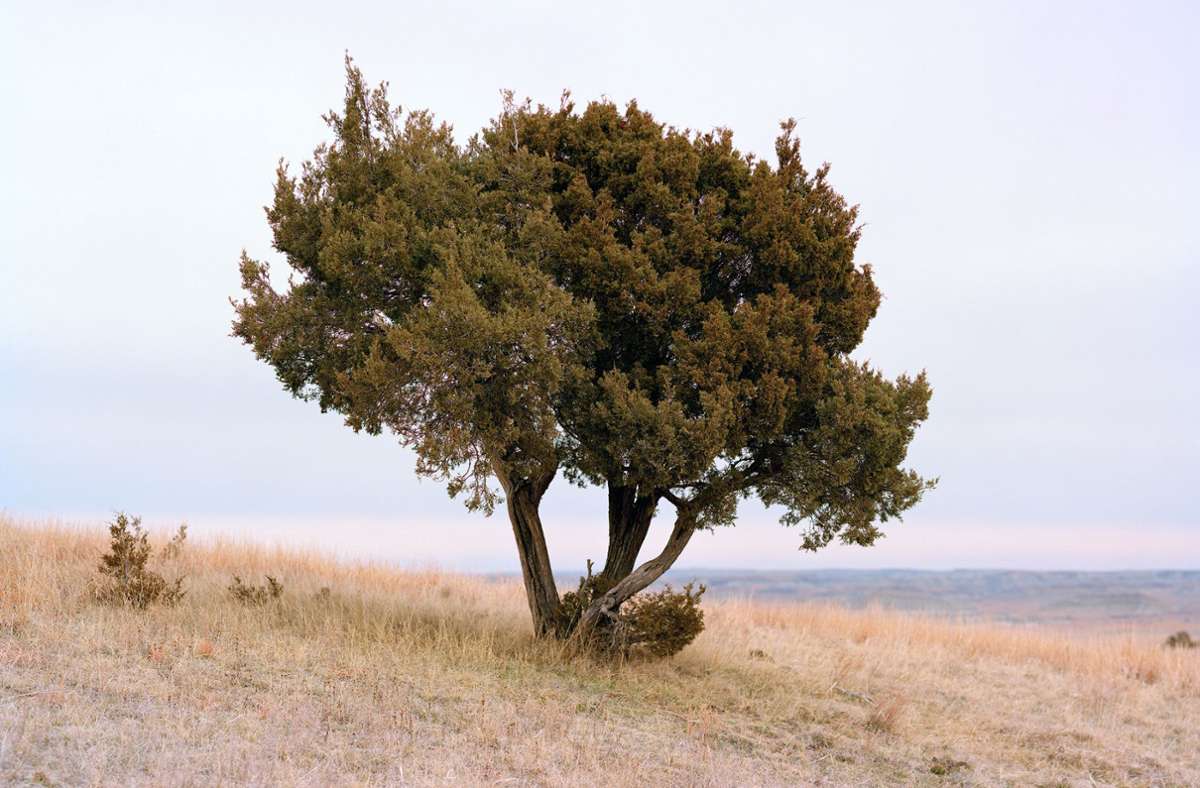 Ein Wacholderbaum in den „Badlands“ von North Dakota.
