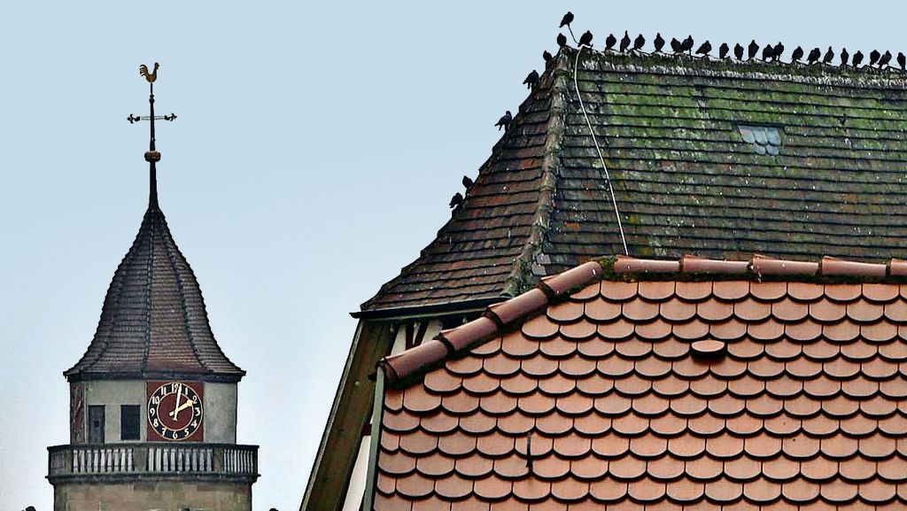 Leonberg: Ärger in der Altstadt: Der Taubenplage ist nur schwer beizukommen