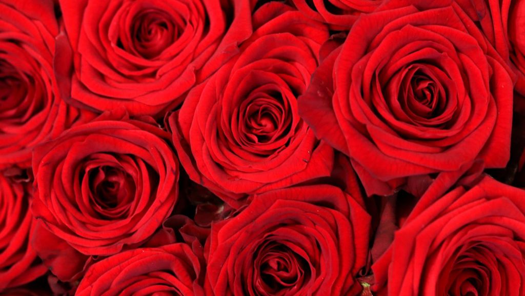Zum Valentinstag: Der Rems-Murr-Kreis ist Rosen-Hochburg