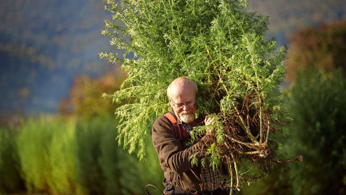 Das Verkaufsverbot des Landratsamts Waiblingen für die Heilpflanze Artemisia annua sieht der VGH Mannheim als korrekt an. Geht der Fall nun vor das Bundesverfassungsgericht? 