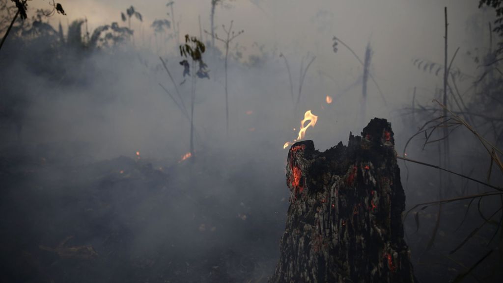 Waldbrände am Amazonas: DiCaprios Stiftung spendet 5 Millionen Dollar