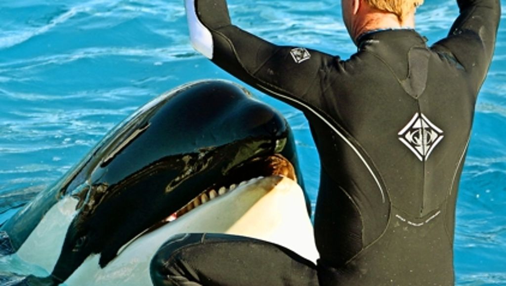 Kinderwissen: Orcas leiden in Gefangenschaft