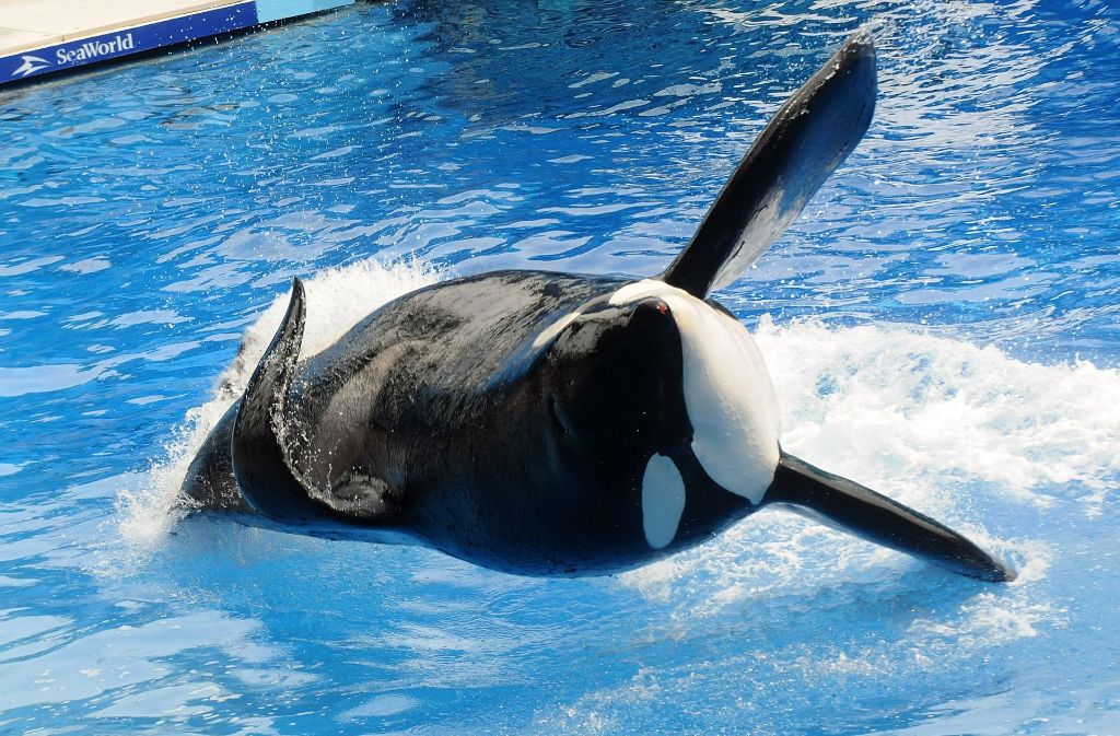In den Schwesterparks in San Antonio und Orlando werden die Shows bis 2019 eingestellt. In Orlando war erst am Freitag der Tod des Killerwals Tilikum bekannt gegeben worden.