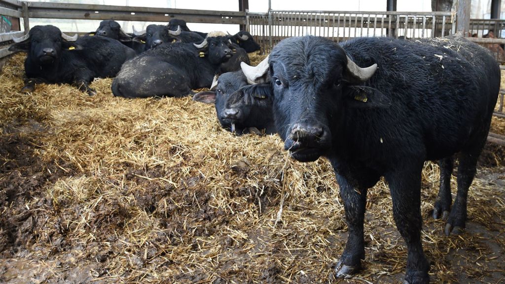 Stalleinsturz in Hohenstadt: Tierarzt muss drei Büffel erlösen