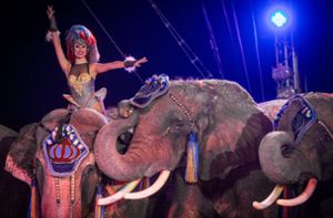 Elefant stürzt bei Vorstellung in Zuschauerbereich