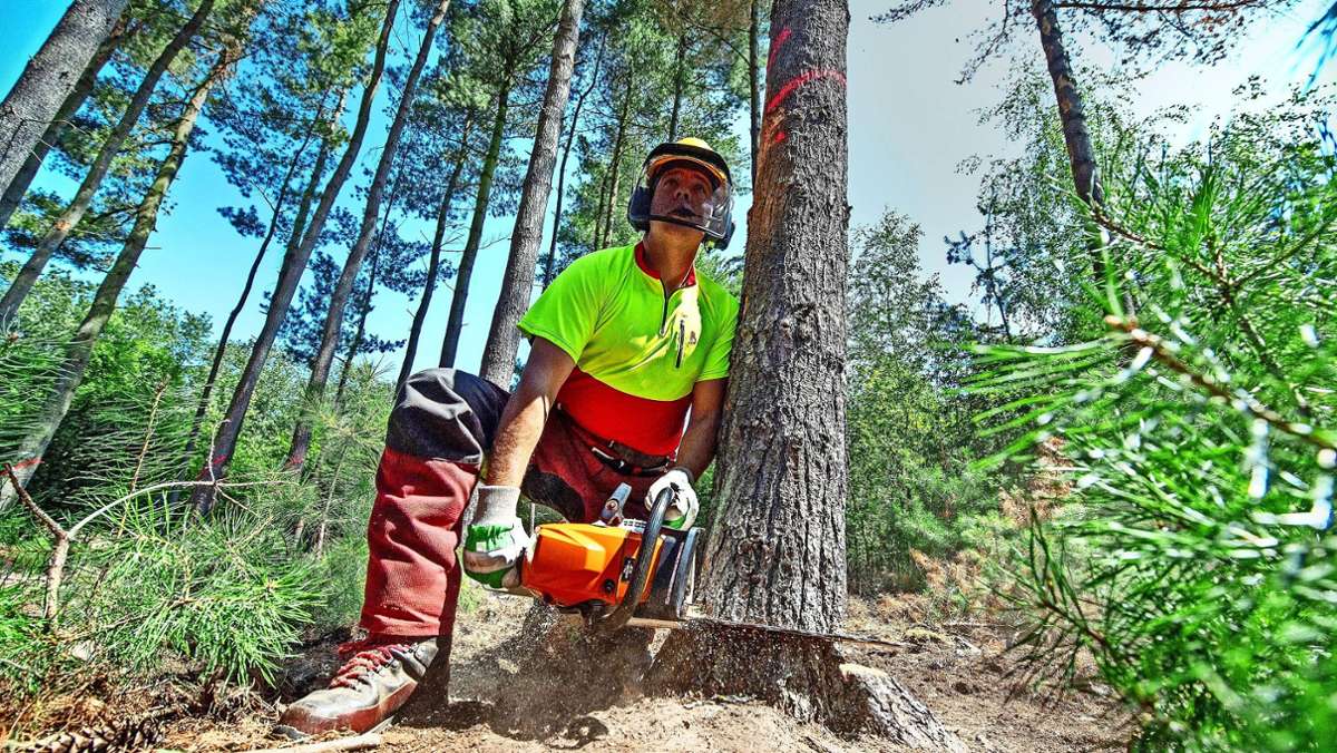 Waldpflege in Stuttgart: Im Stuttgarter Stadtwald muss aufgeräumt werden