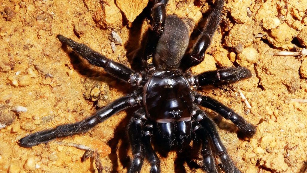 Im Alter von 43 Jahren: Wespe sticht älteste Spinne der Welt tot