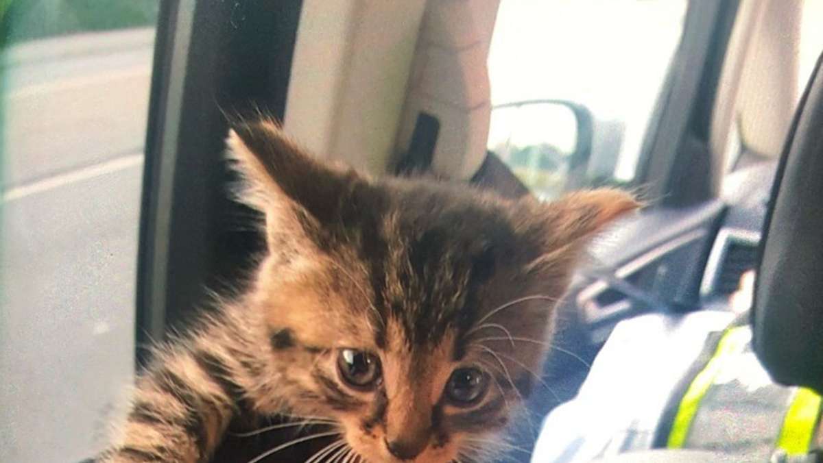  Etwa 100 Kilometer war eine Babykatze unter einer Motorhaube mitgereist. Dann kam sie ins Tierheim. Nun hat ein Polizist die Katze bei sich aufgenommen. 