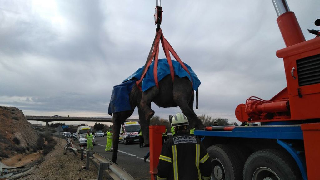 Spanien: Ein Elefant stirbt nach Zirkuswagen-Unfall