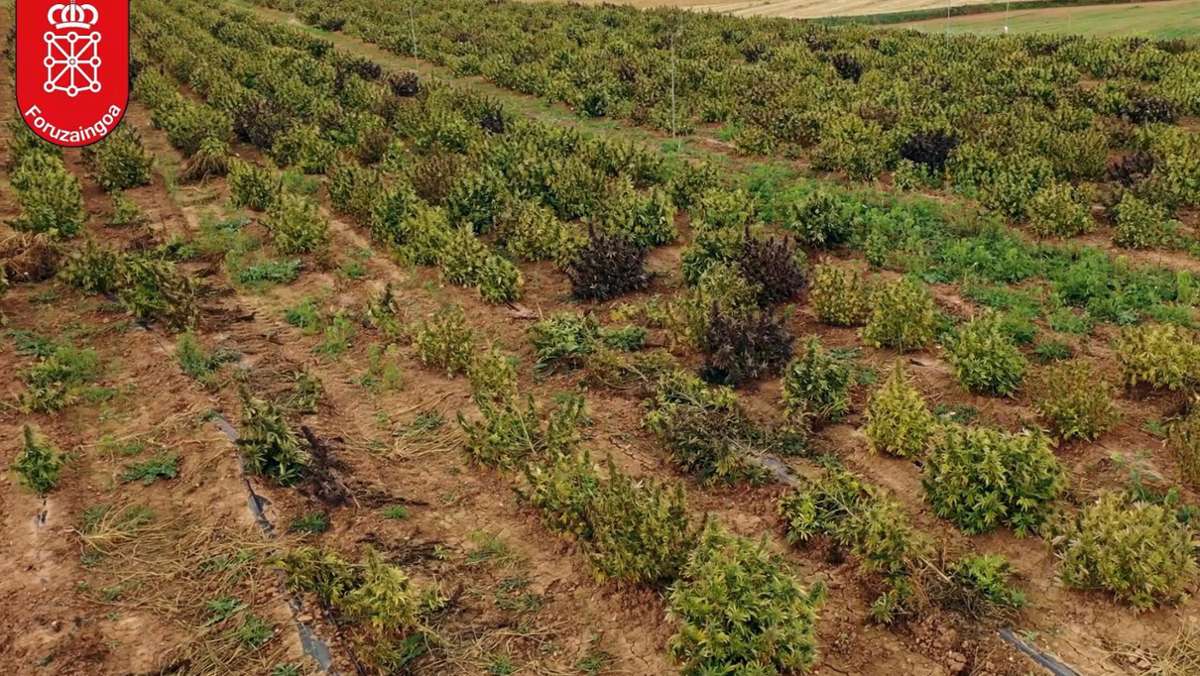Fund in Spanien: Polizei entdeckt „größte Cannabis-Plantage“ Europas