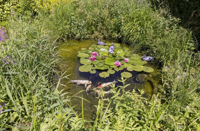 Welcher Teich passt zum Garten?