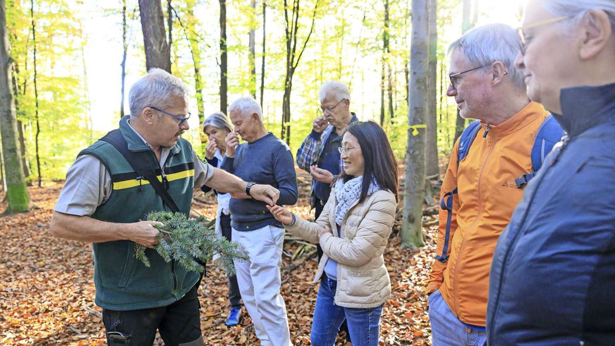 Waldbegang in Böblingen: Nicht alle Baumarten blicken in eine rosige Zukunft