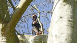 Exotischer Garten Hohenheim: Gestutzte Platane wird Nationalerbe-Baum
