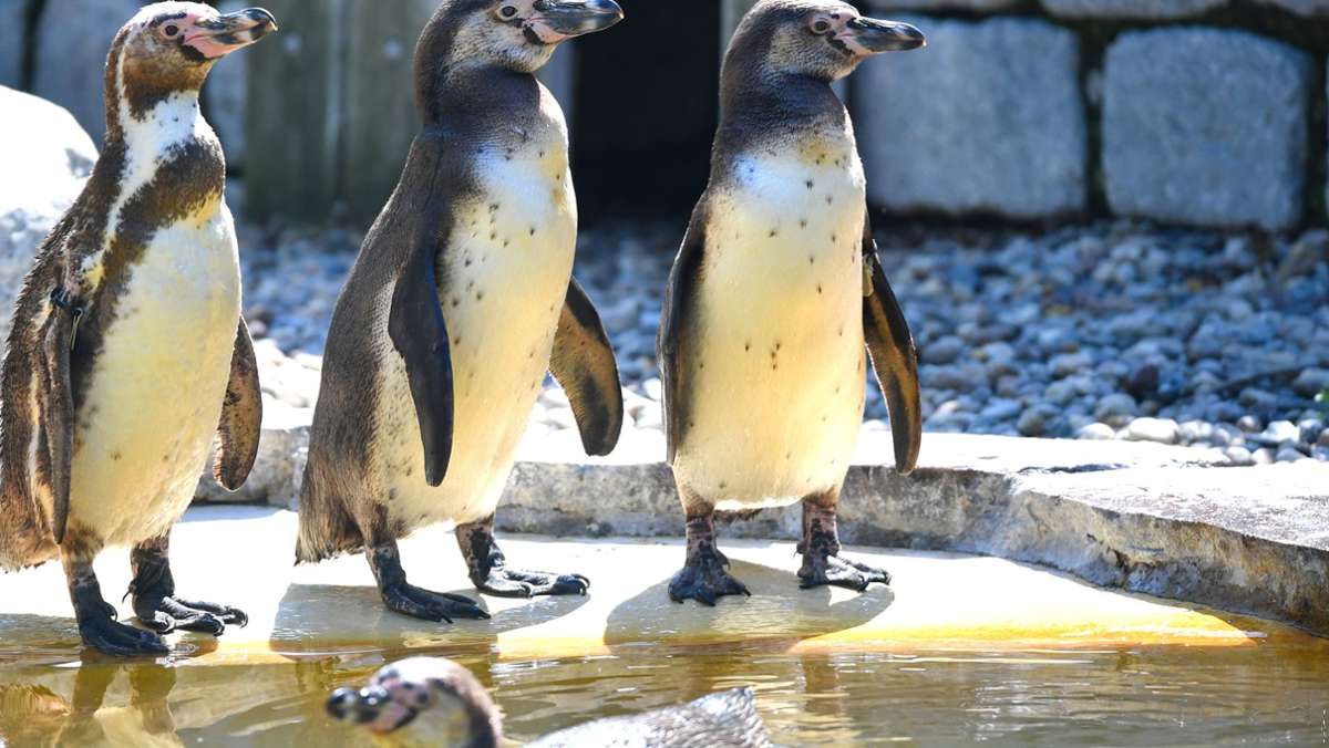  Die Pinguine eines Aquariums in Chicago langweilen sich in der Corona-Pandemie. Ihre Pfleger haben deshalb mit ihnen einen Ausflug an das Set der Sitcom „Friends“ unternommen. 
