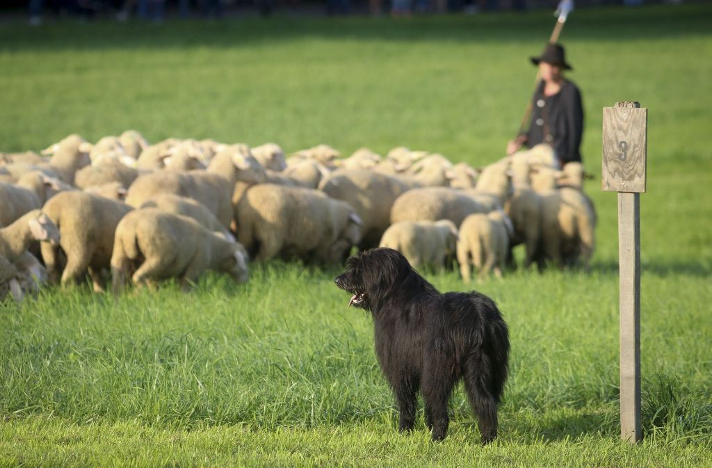 Beim Leistungshüten führt ein hauptberuflicher Schäfer mit einem oder zwei eigenen Hunden eine fremde Schafherde von etwa 250 Tieren.