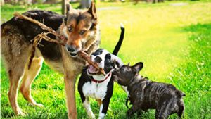 Friolzheim erhebt extra Steuer für „Kampfhunde“ – zum ersten Mal