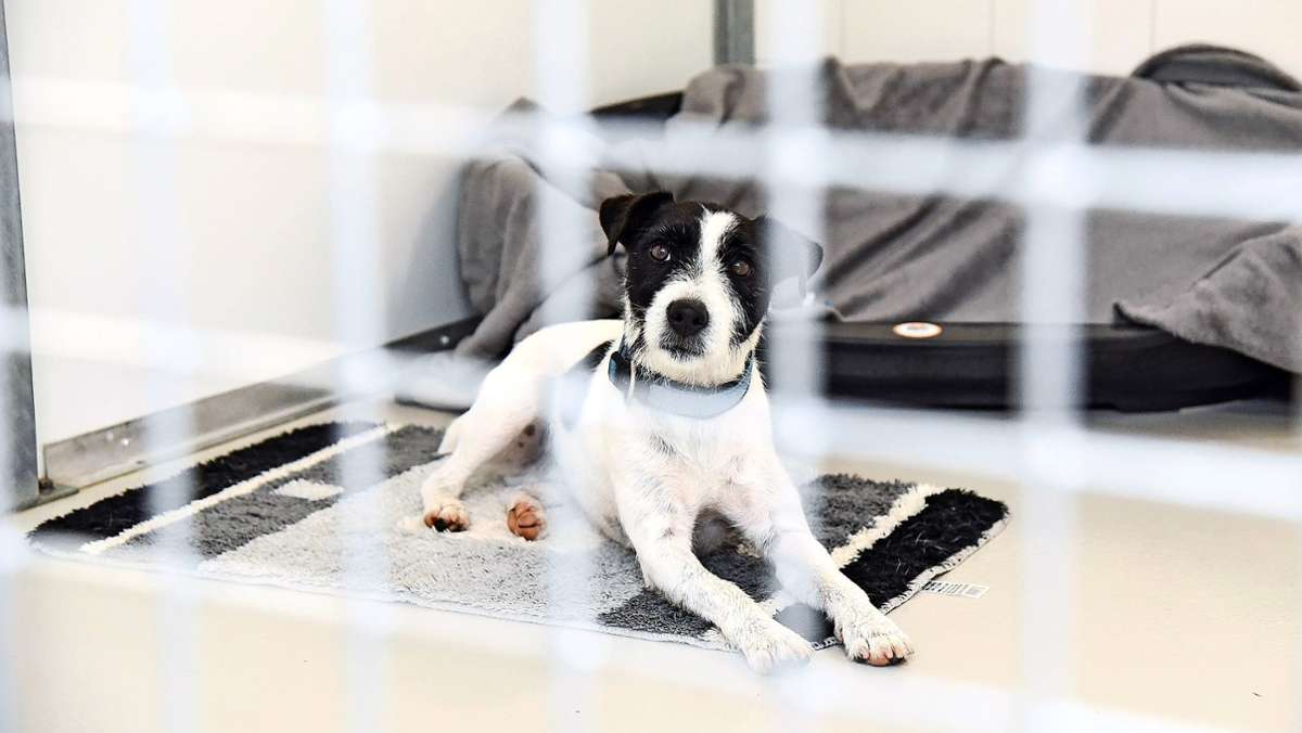 Hunde-Ausverkauf im Lockdown: Viele Menschen schaffen sich ein Haustier an