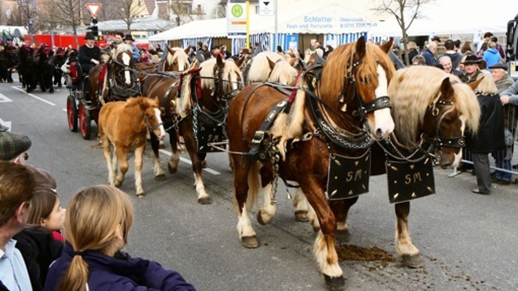 Bernhäuser Pferdemarkt: Die Altwürttemberger Rösser sind die Stars
