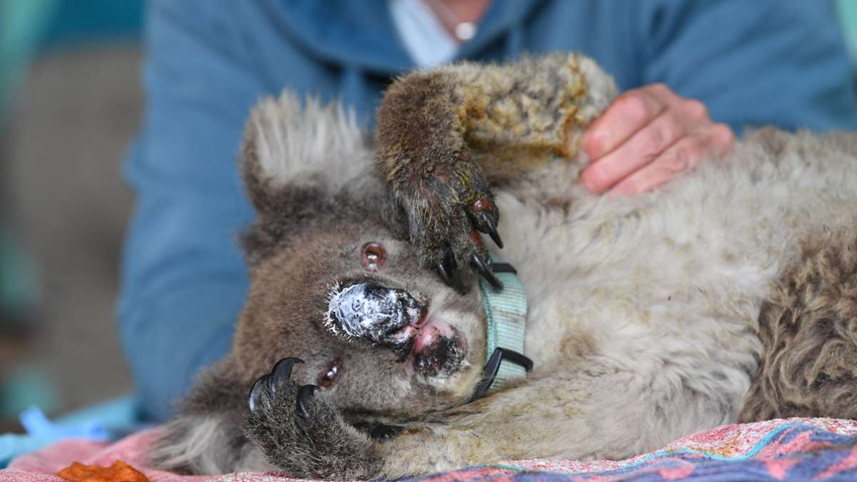 Waldbrände in Australien: Zehntausende Koalas mussten unter Buschfeuern  leiden