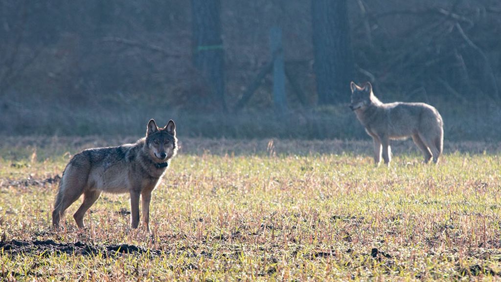 Minister aus Wolfsland Sachsen: Ein Leben mit dem Wolf ist möglich