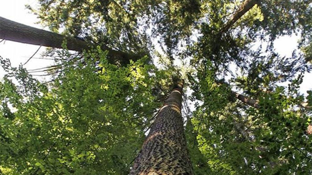 Douglasie: Deutschlands höchster Baum steht in Freiburg