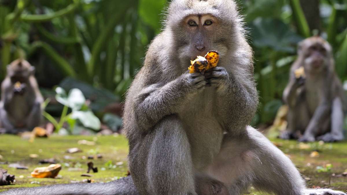  Affen überfallen immer öfter Häuser im Zentrum der indonesischen Insel Bali. Denn aufgrund der Coronakrise bleiben Touristen aus – und somit auch Fressen für Hunderte Affen. 