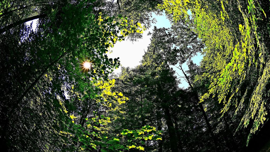 Wie geht es dem Wald im Kreis Esslingen?: Buchen sind anfällig für  Sonnenbrand