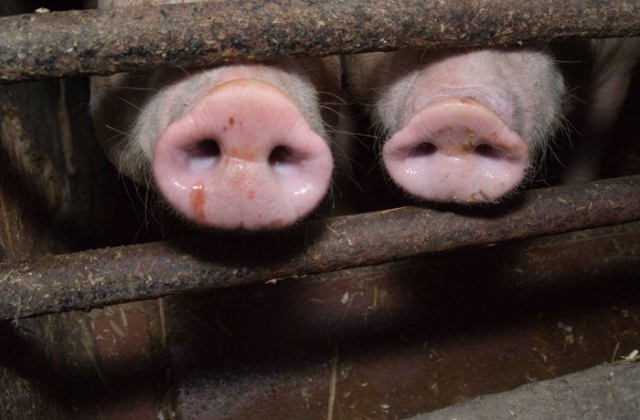 Nach Ausbruch von Schweinepest bei Hausschweinen starten Tests