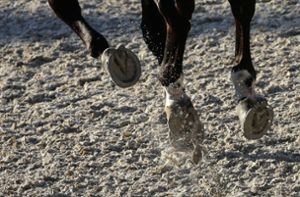 Fünfjähriges Mädchen von Pferd tödlich verletzt