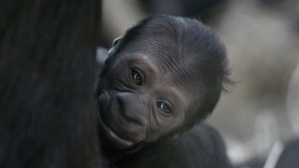 Wilhelma Stuttgart: Gorilla-Baby an Weihnachten geboren