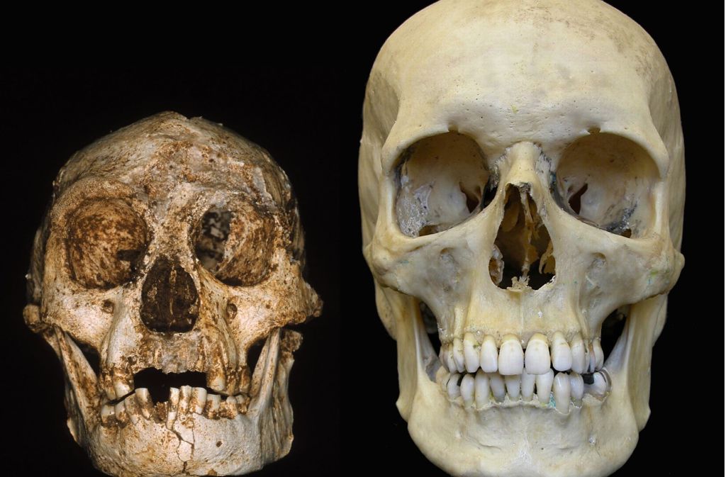 Der Schädel des Zwergemenschen „Homo floresiensis“ (li.) und der eines heutigen Menschen. Der „Mensch von Flores“ ist eine ausgestorbene, kleinwüchsige Art der Gattung Homo, die zwischen 100 000 und 60 000 auf der indonesischen Insel Flores lebte.
