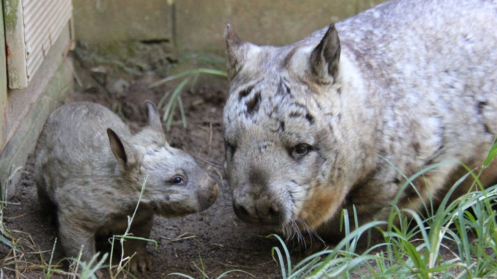 Sydney: Süßer Zuchterfolg bei den Wombats