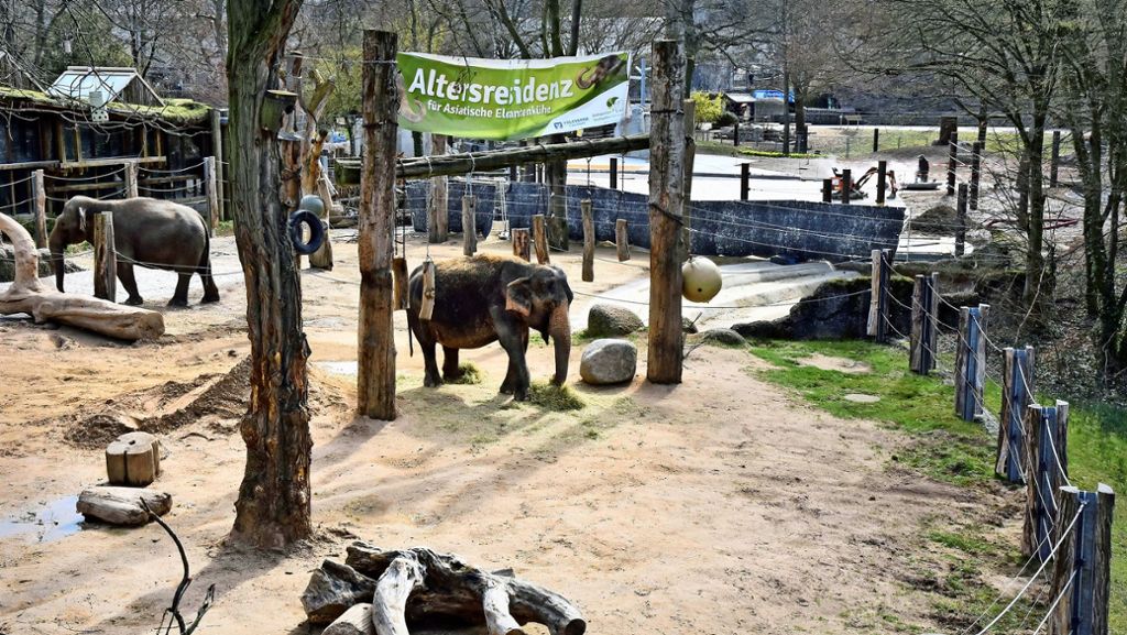Tierhaltung in Zoos: Ein Gehege für Elefanten und Nilpferde