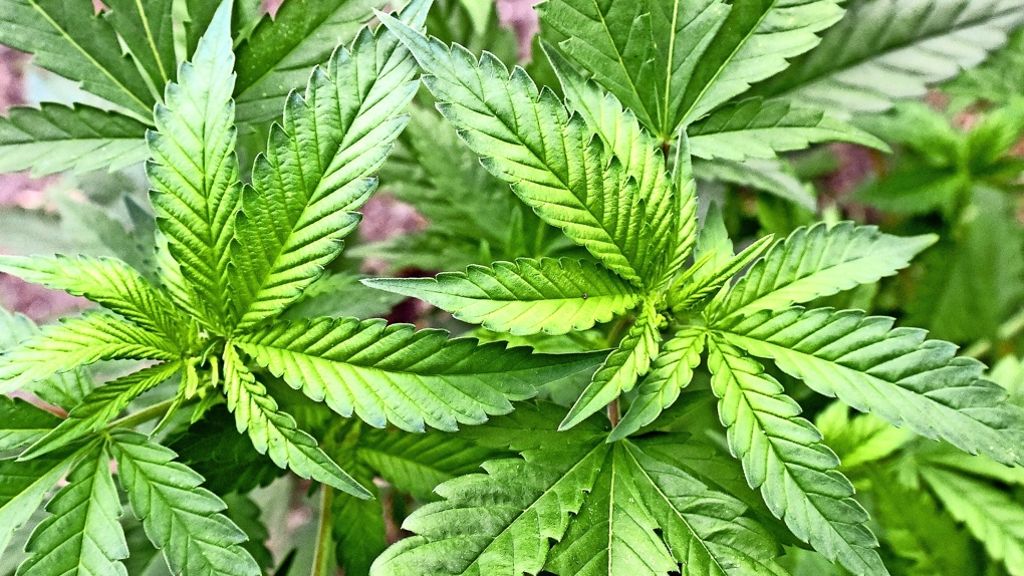 Kommentar zu medizinischem Cannabis: Arznei aus der Landwirtschaft