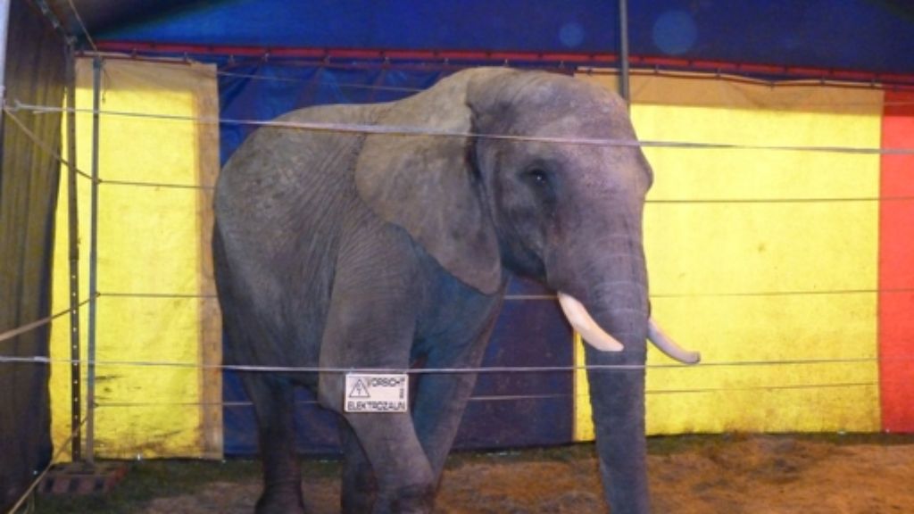 Elefant tötet Mann in Buchen: Peta erhebt schwere Vorwürfe gegen den Zirkus