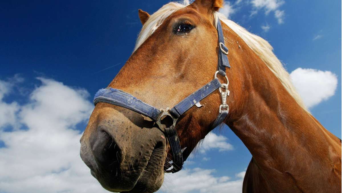 Leonberger Pferdemarkt: Impressionen vom Händlertreff