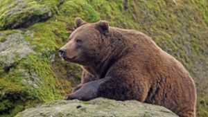 Bär verletzt fünf Menschen und wird erschossen