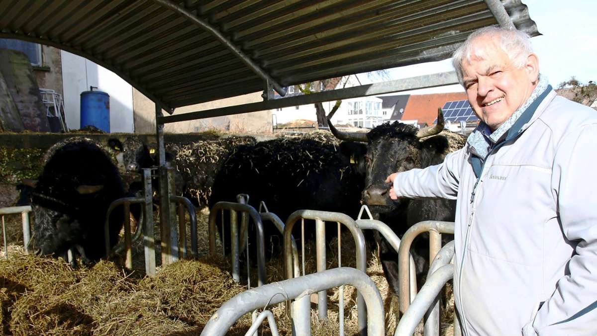 Welsh-Black-Rinder in Böhmenkirch: Eine robuste Rasse mit lockigem Fell